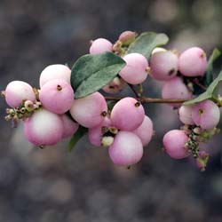 Coralberry, Hancock Chenault